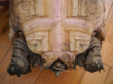8" Sulcata