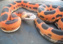 Scaleless Texas Rat