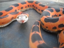 Scaless Texas Rat 2