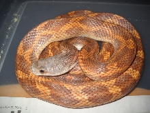 Orange Texas Rat Snake