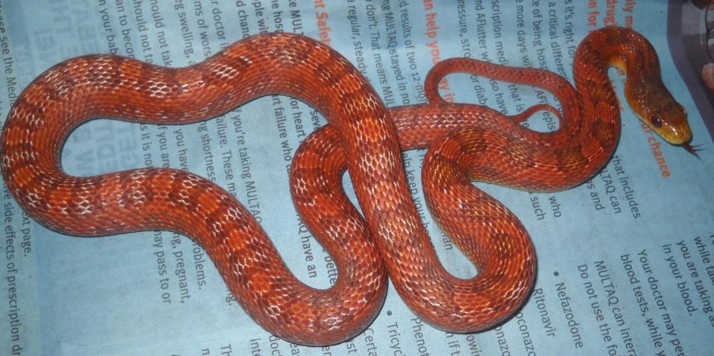 Red Phase Texas Rat