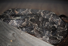 Odd Texas Rat