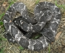 Texas Rat #10.1