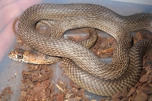 Western Coachwhip