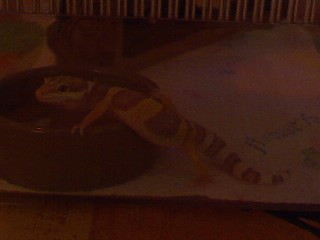 hershey going into the water dish