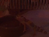 Hershey got busted going into the water dish