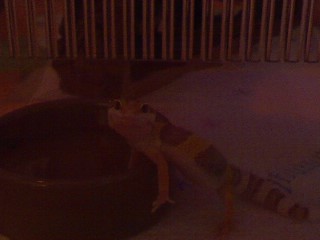 Hershey got busted going into the water dish