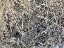 Prairie ratteler