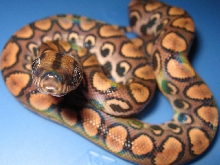 Bug Eyes