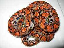 yearling3