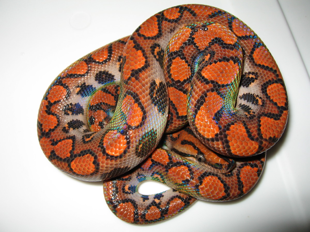 yearling3