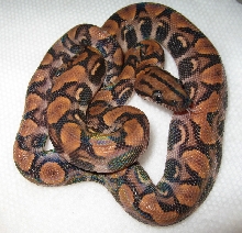 abberant het hypo2