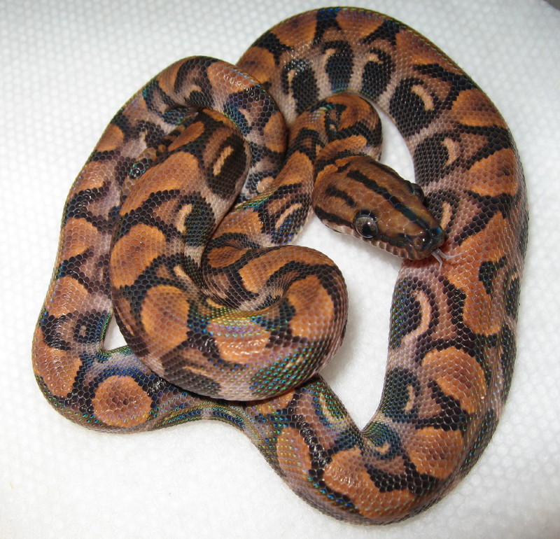 abberant het hypo2