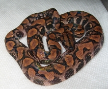 abberant het hypo1