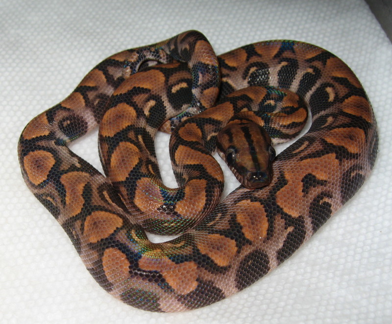 abberant het hypo1