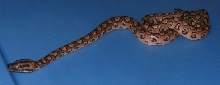 2508