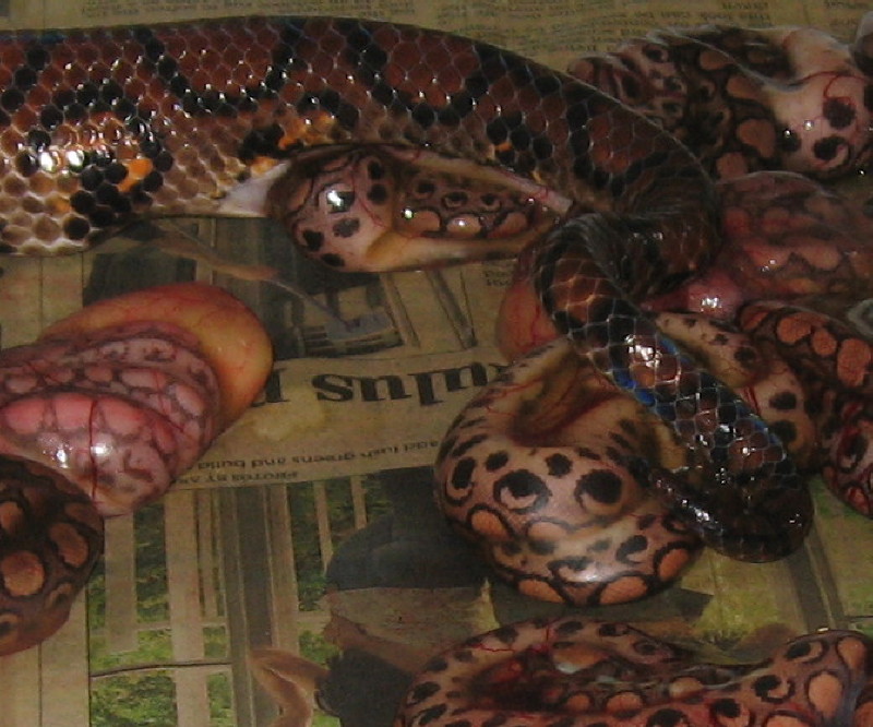 giving birth 1