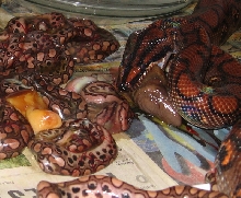 mom eating slug
