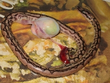 stillborn1b