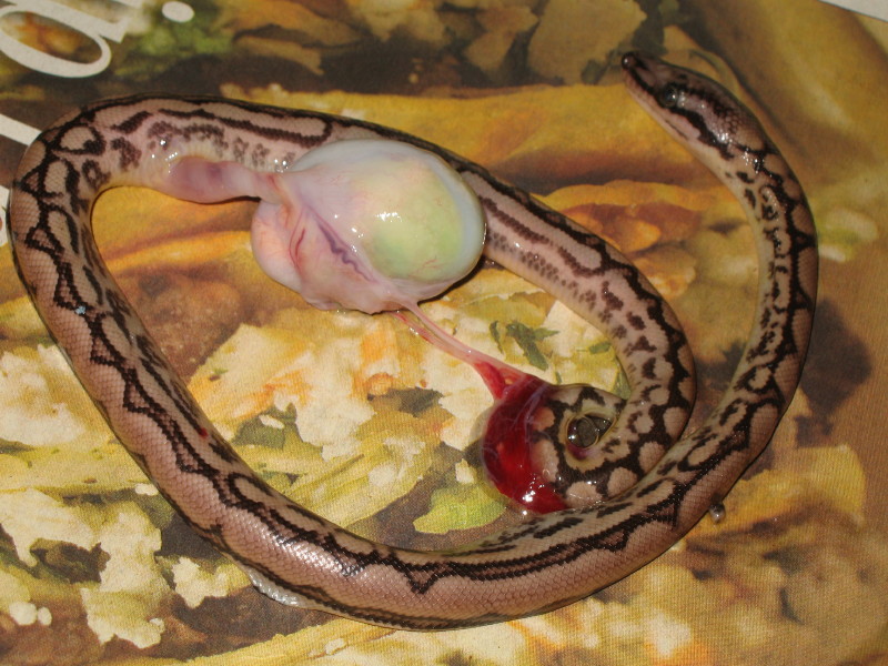 stillborn1b