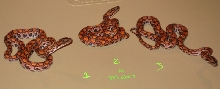a1