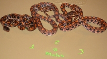b1