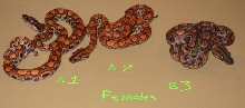 c1