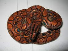 houdini1