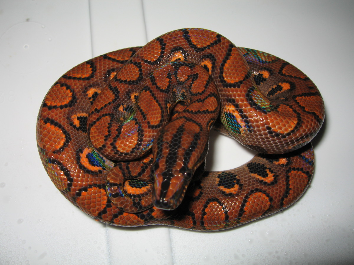 houdini1