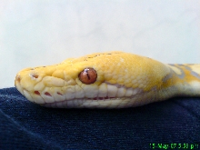 Python reticulatus albino purple