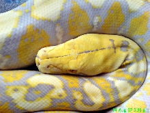 Python reticulatus albino purple