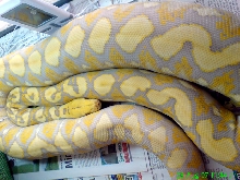 Python reticulatus albino purple