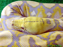 Python reticulatus albino purple