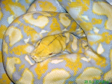 Python reticulatus albino purple