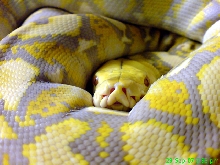 Python reticulatus albino purple