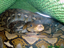 Sulawesi retic