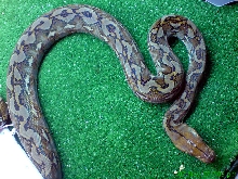 Sulawesi retic