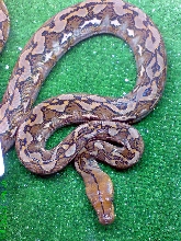 Sulawesi retic