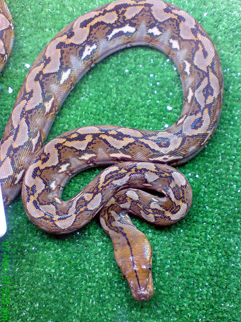 Sulawesi retic