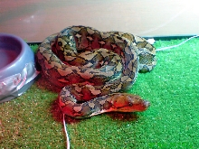 Sulawesi retic