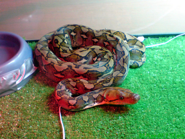 Sulawesi retic
