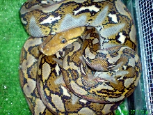 Python reticulatus Sulawesi