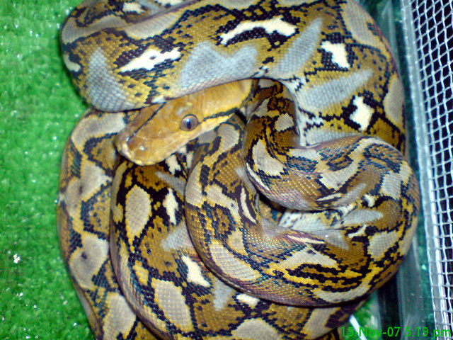 Python reticulatus Sulawesi