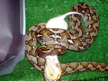 Python reticulatus Sulawesi