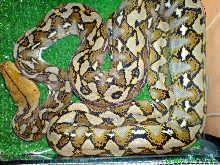 Python reticulatus Sulawesi