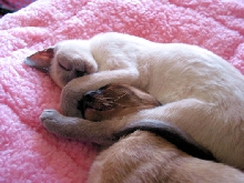 sleeping in the new home