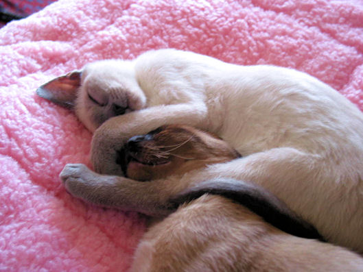 sleeping in the new home