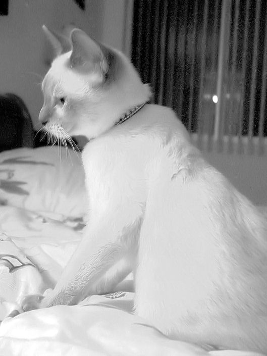 BLACK AND WHITE