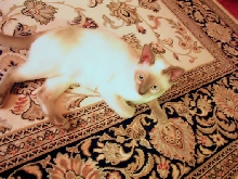 MATCHING CARPET
