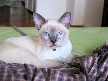 FROSTY RESTING ON BED